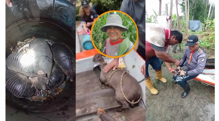 Rescatan 80 animales silvestres afectados por inundaciones en El Edén