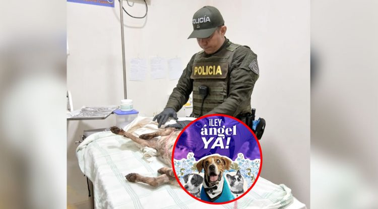 Ley Ángel endurece castigo al maltrato animal